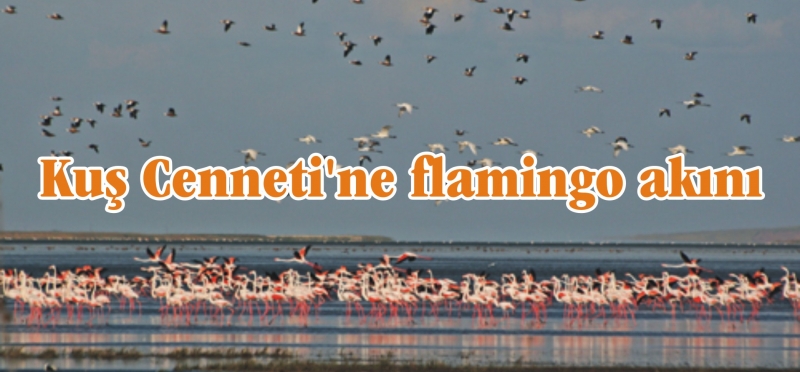 Kuş Cenneti’ne flamingo akını